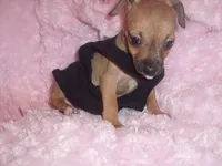 RADAR, a male Chihuahua for sale in Jackson, MS – Photo 3 of 3