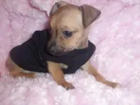 RADAR, a male Chihuahua for sale in Jackson, MS – Photo 1 of 3