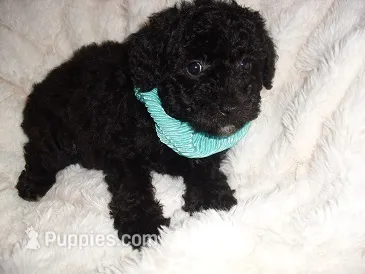 OODLE 2 – Schnoodle puppy for sale in Jackson, MS