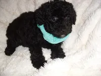OODLE 2, a male Schnoodle for sale in Jackson, MS – 1 of 3