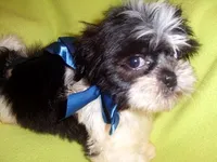 JAZZ, a male Shih Tzu for sale in Jackson, MS – 3 of 3