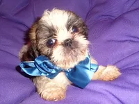 BUSTER, a male Shih Tzu for sale in Jackson, MS – 3 of 3