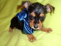 BUFF, a male Yorkipoo for sale in Jackson, MS – 3 of 3
