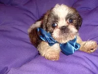 BUSTER, a male Shih Tzu for sale in Jackson, MS – 2 of 3