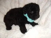 OODLE 2, a male Schnoodle for sale in Jackson, MS – 2 of 3