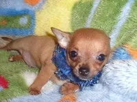CARSON, a male Chihuahua for sale in Jackson, MS – 2 of 2