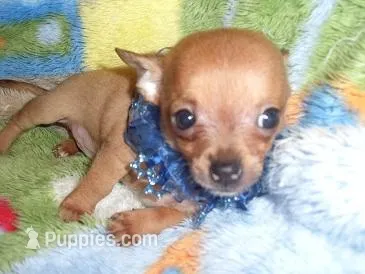 CARSON – Chihuahua puppy for sale in Jackson, MS