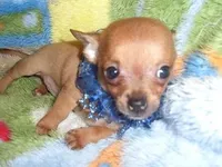 CARSON, a male Chihuahua for sale in Jackson, MS – 1 of 2