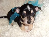 BUDE, a male Chihuahua for sale in Jackson, MS – 2 of 3