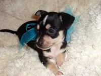 BUDE, a male Chihuahua for sale in Jackson, MS – 3 of 3
