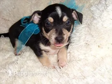 BUDE – Chihuahua puppy for sale in Jackson, MS