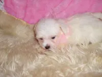 FLUFFY, a female Maltipoo for sale in Jackson, MS – 3 of 3