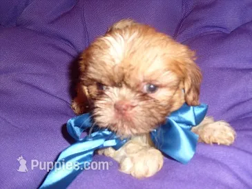 ACE – Shih Tzu puppy for sale in Jackson, MS