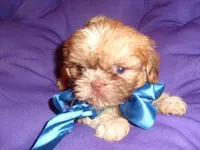 ACE, a male Shih Tzu for sale in Jackson, MS – 1 of 3