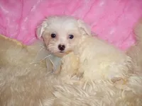 CASPER, a male Maltipoo for sale in Jackson, MS – 2 of 4