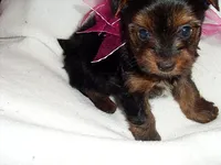 SASSY, a female Yorkshire Terrier for sale in Jackson, MS – 3 of 3