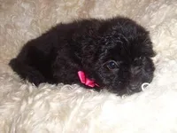 GIGI, a female Yorkipoo for sale in Jackson, MS – Photo 3 of 3