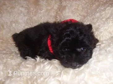 GIGI – Yorkipoo puppy for sale in Jackson, MS