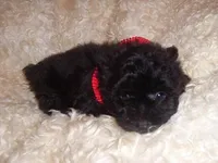 GIGI, a female Yorkipoo for sale in Jackson, MS – Photo 1 of 3