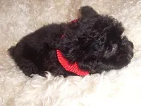 GIGI, a female Yorkipoo for sale in Jackson, MS – Photo 2 of 3