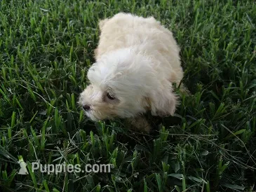FLUFFY – Maltipoo puppy for sale in Jackson, MS