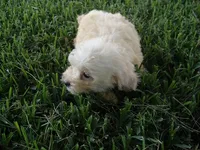FLUFFY, a female Maltipoo for sale in Jackson, MS – 1 of 5