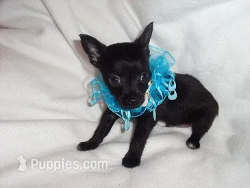 RADAR – Chihuahua puppy for sale in Jackson, MS