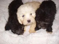 FLUFFY, a female Maltipoo for sale in Jackson, MS – 5 of 5