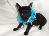 RADAR, a male Chihuahua for sale in Jackson, MS – 3 of 3
