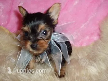 CAMPER – Yorkshire Terrier puppy for sale in Jackson, MS