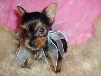 CAMPER, a male Yorkshire Terrier for sale in Jackson, MS – 1 of 3