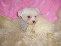 CASPER, a male Maltipoo for sale in Jackson, MS – 4 of 4