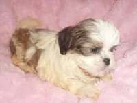 APACHE, a male Shih Tzu for sale in Jackson, MS – 3 of 4