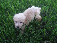 OODLE 1, a male Schnoodle for sale in Jackson, MS – 3 of 3