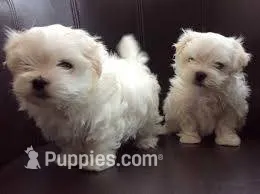 POO HER – Maltipoo puppy for sale in Jackson, MS
