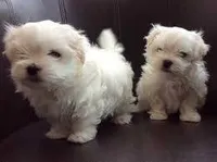 POO HER, a female Maltipoo for sale in Jackson, MS – 1 of 1