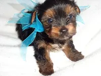 CAESAR, a male Yorkshire Terrier for sale in Jackson, MS – 2 of 3