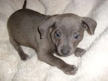 BLUE SAM – Chihuahua puppy for sale in Jackson, MS