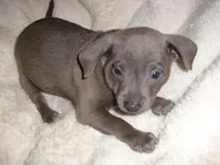 BLUE SAM, a male Chihuahua for sale in Jackson, MS – Photo 1 of 3