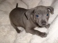 BLUE SAM, a male Chihuahua for sale in Jackson, MS – Photo 2 of 3