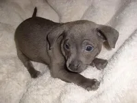 BLUE SAM, a male Chihuahua for sale in Jackson, MS – Photo 3 of 3