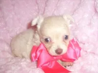 HAZEL, a female Chihuahua for sale in Jackson, MS – Photo 3 of 3