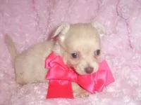 HAZEL, a female Chihuahua for sale in Jackson, MS – Photo 2 of 3