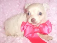 HAZEL, a female Chihuahua for sale in Jackson, MS – Photo 1 of 3