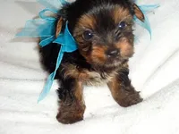 CAESAR, a male Yorkshire Terrier for sale in Jackson, MS – 3 of 3