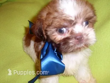SCOOTER – Shih Tzu puppy for sale in Jackson, MS