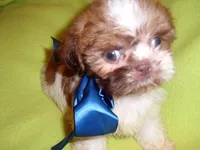 SCOOTER, a male Shih Tzu for sale in Jackson, MS – 1 of 3