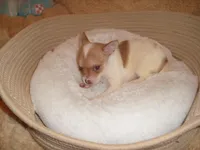 CARSON, a male Chihuahua for sale in Jackson, MS – Photo 3 of 3