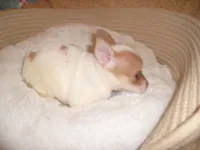 CARSON, a male Chihuahua for sale in Jackson, MS – Photo 2 of 3