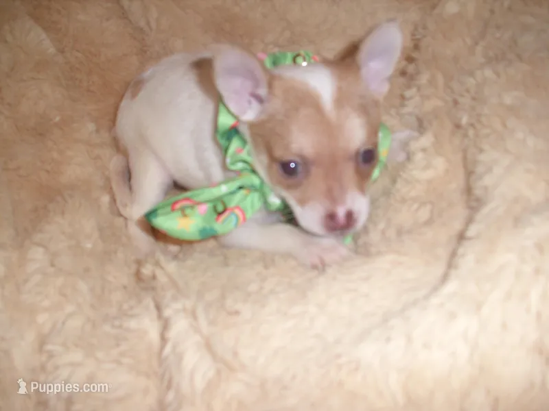 CARSON – Chihuahua puppy for sale in Jackson, MS